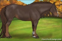 Horse Color:Liver Chestnut Sabino