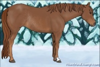 Horse Color:Chestnut Rabicano