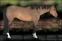Horse Color:Brown Dun