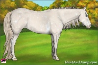 Horse Color:Perlino Sabino  Brindle