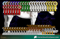 Horse Color:Brown Sabino Splash Rabicano 