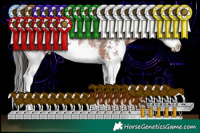 Horse Color:Brown Sabino Splash Rabicano