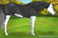 Horse Color:Black Chinchilla Splash
