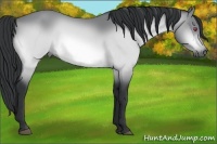 Horse Color:Buckskin Chinchilla