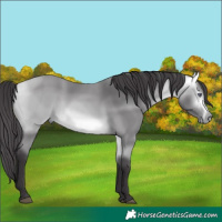 Horse Color:Buckskin Chinchilla 