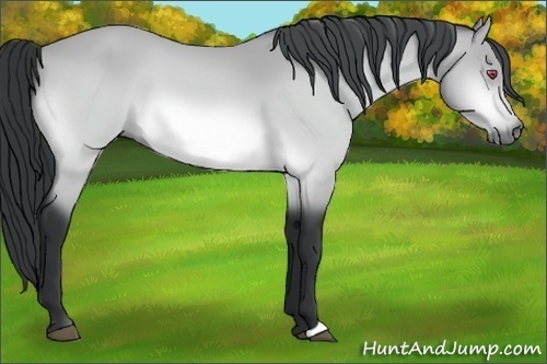 Horse Color:Bay Chinchilla 