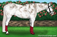 Horse Color:Chocolate Palomino Sabino 