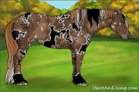 Horse Color:White Spotted Chestnut Ice 