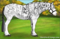 Horse Color:White Spotted Blue Roan Rabicano  and White Spotted Blue Roan Rabicano 