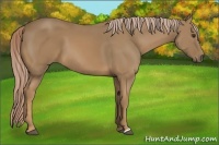Horse Color:Palomino 