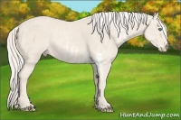 Horse Color:Cremello Sabino  Brindle