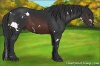 Horse Color:White Spotted Brown 