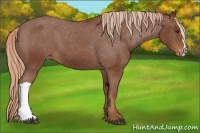 Horse Color:Chestnut Appaloosa