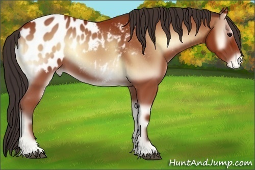 Horse Color:Bay Onyx Appaloosa