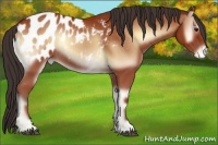 Horse Color:Bay Onyx Appaloosa 