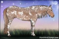 Horse Color:White Spotted Liver Chestnut Ice 