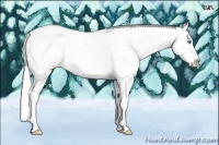 Horse Color:Cremello Sabino Appaloosa  Brindle