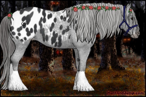 Horse Color:Black Appaloosa