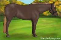 Horse Color:Liver Chestnut 