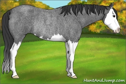Horse Color:Blue Roan Splash Rabicano