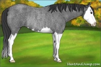 Horse Color:Blue Roan Splash Rabicano 