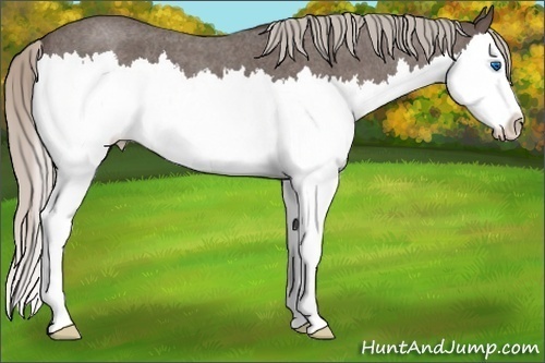 Horse Color:Silver Blue Roan Splash 