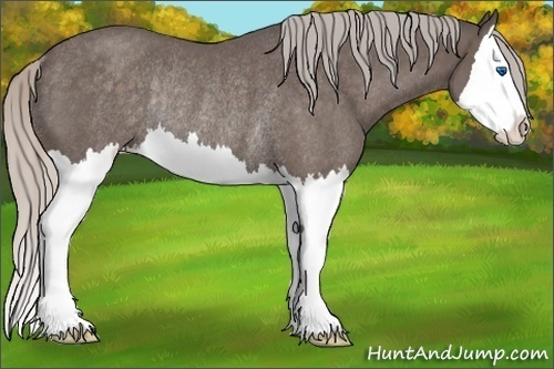 Horse Color:Silver Blue Roan Splash Rabicano