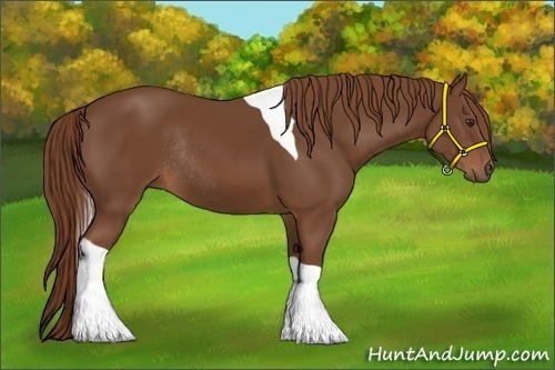 Horse Color:Chestnut Tobiano Rabicano