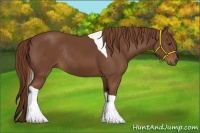Horse Color:Chestnut Tobiano Rabicano
