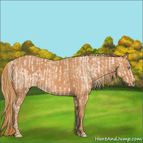 Horse Color:Perlino Sabino  Brindle