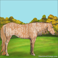 Horse Color:Perlino Sabino Brindle
