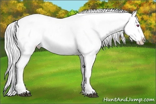 Horse Color:Silver Brown Chinchilla Appaloosa 