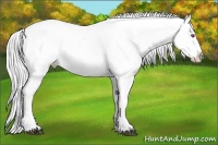 Horse Color:Silver Brown Chinchilla Appaloosa