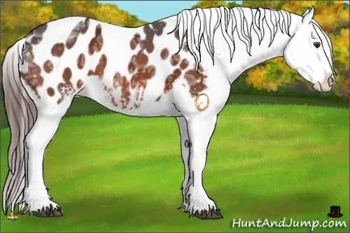Horse Color:White Spotted Bay Ice Appaloosa 