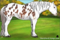 Horse Color:White Spotted Bay Ice Appaloosa 