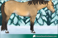 Horse Color:Buckskin Dun 