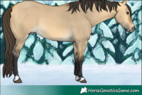 Horse Color:Buckskin Dun 