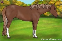 Horse Color:Chestnut Tobiano
