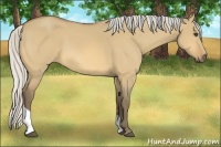 Horse Color:Silver Buckskin Dun Tobiano 