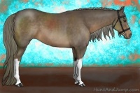 Horse Color:Liver Chestnut 