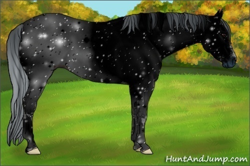 Horse Color:ERROR: UNKNOWN ANOMALY