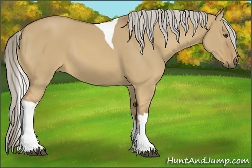 Horse Color:Palomino Dun Tobiano 