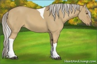 Horse Color:Palomino Dun Tobiano
