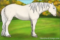 Horse Color:Cremello Dun Tobiano 