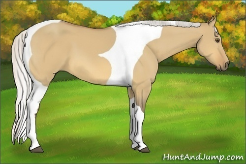 Horse Color:Silver Buckskin Dun Tobiano