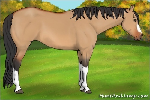Horse Color:Bay Dun 