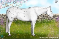 Horse Color:Black Tobiano Appaloosa 