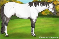 Horse Color:Grullo Tobiano Near Fewspot 