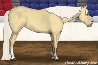 Horse Color:Palomino Dun Tobiano