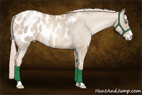 Horse Color:Chocolate Palomino Pearl Sabino Appaloosa 